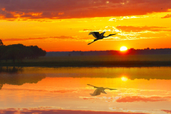 Jabiru in flight at sunrise over the Yellow River in Kakadu